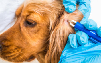 What to Do If Your Dog Has a Tick Infestation