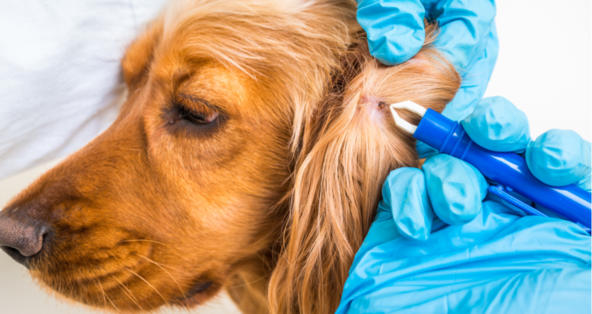 What to Do If Your Dog Has a Tick Infestation