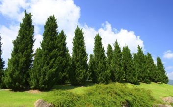 HOW PINE TREE GROW FAST