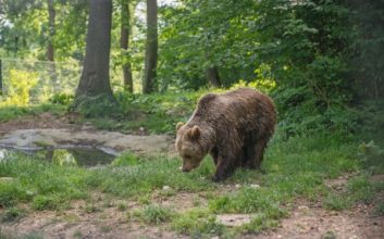 5 Fascinating Facts About Bears