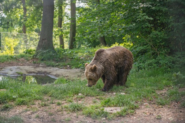 5 Fascinating Facts About Bears