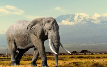 Gentle Giant Facts Didn’t Know About Elephants