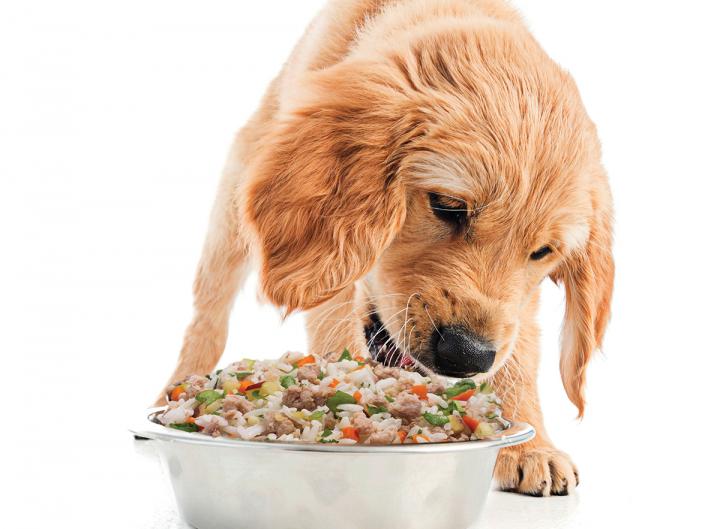 The Best FDA Approved Dog Food Amazing Viral News