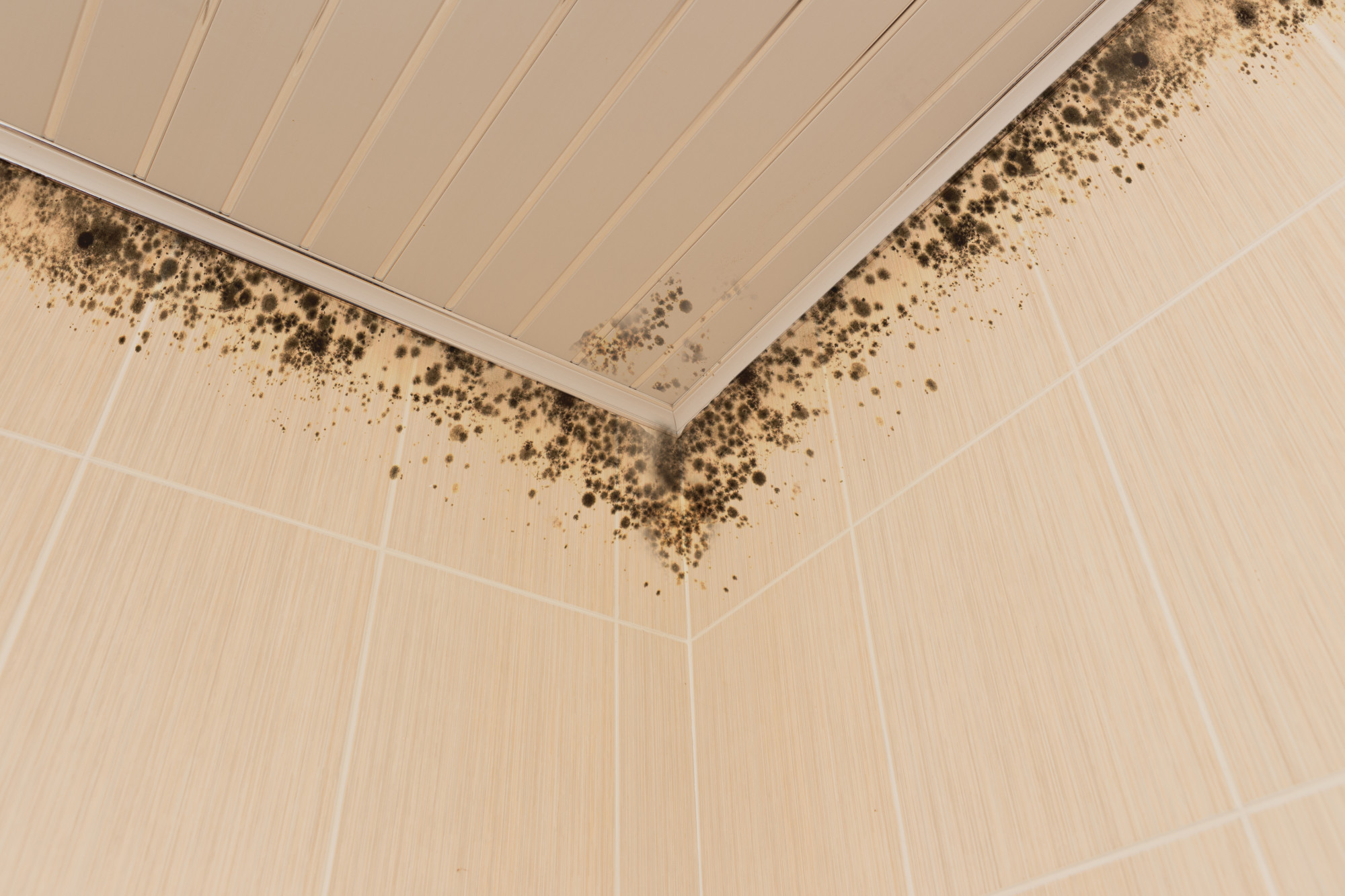 The Harmful Effects Of Black Mold Exposure and How To Get Rid Of It 