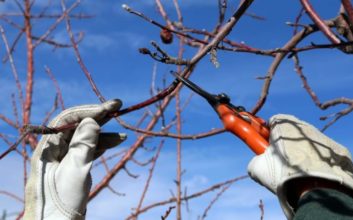 Tree Trimming & Pruning