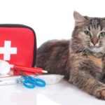 Why Pet Insurance Can Help in an Emergency