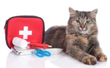 Why Pet Insurance Can Help in an Emergency