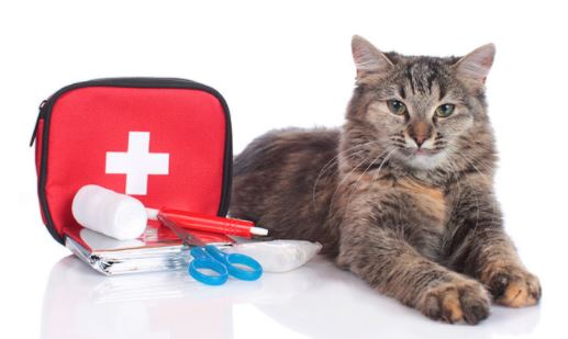 Why Pet Insurance Can Help in an Emergency