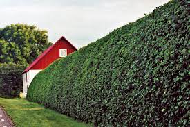 Hard Is It To Maintain A Hedge