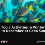 Cabos Excursions & Activities