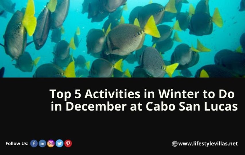 Cabos Excursions & Activities